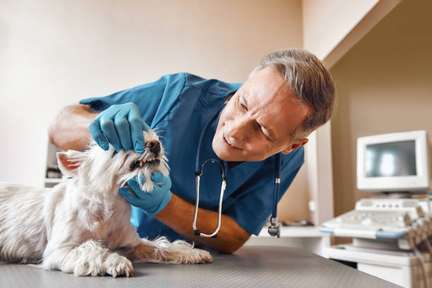 Best Emergency Tooth Extraction in West Middlesex, PA